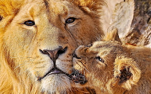closeup photography of lion and cub